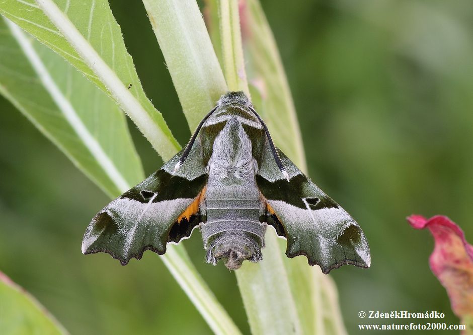 Willowherb Hawk-moth, Proserpinus proserpina (Butterflies, Lepidoptera)